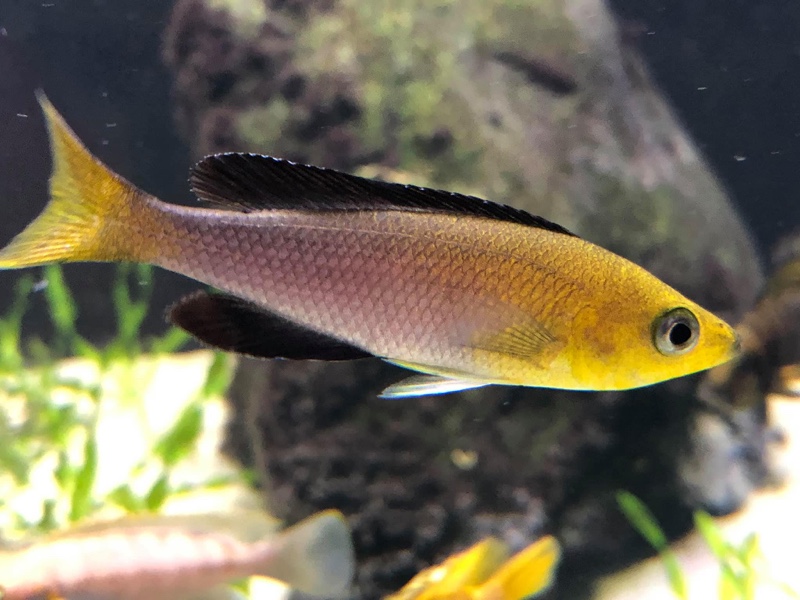 Cyprichromis sp. 'leptosoma jumbo' Kantalamba
